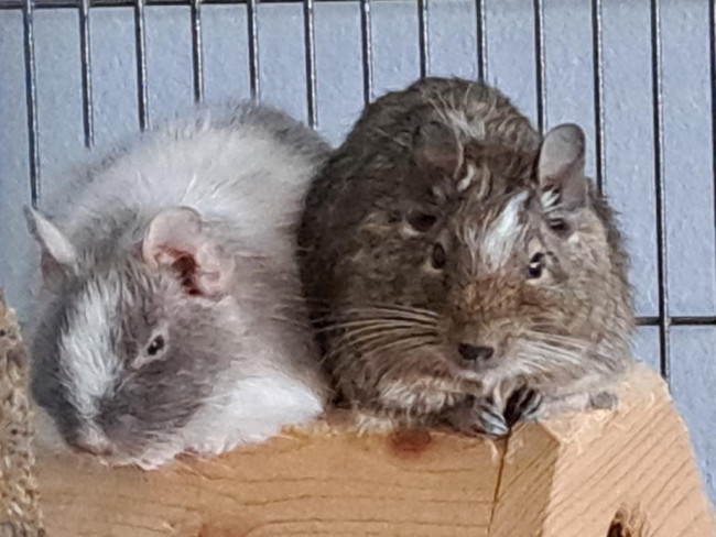 IMG_20250319_080550 - Kopie.jpg