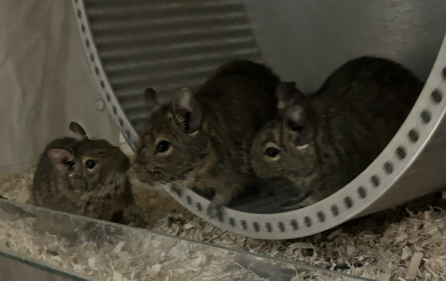 Hier noch ein Foto von den Süßen