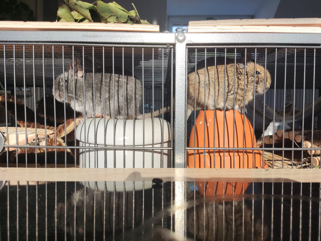 Aramis (links) und Marneus (rechts)