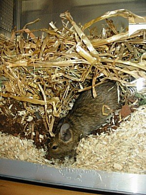 buddeldegu02.jpg