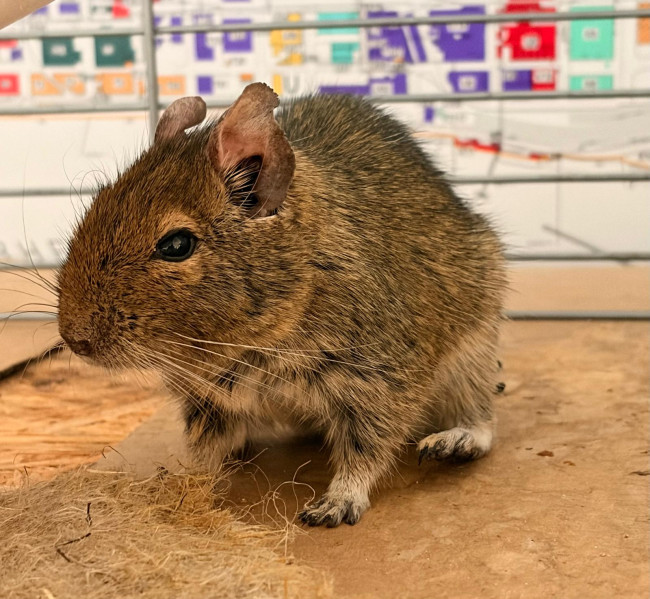 WhatsApp Image 2026-02-09 at 12.59.28 (1).jpeg