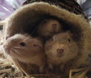 alle drei im nest klein.png