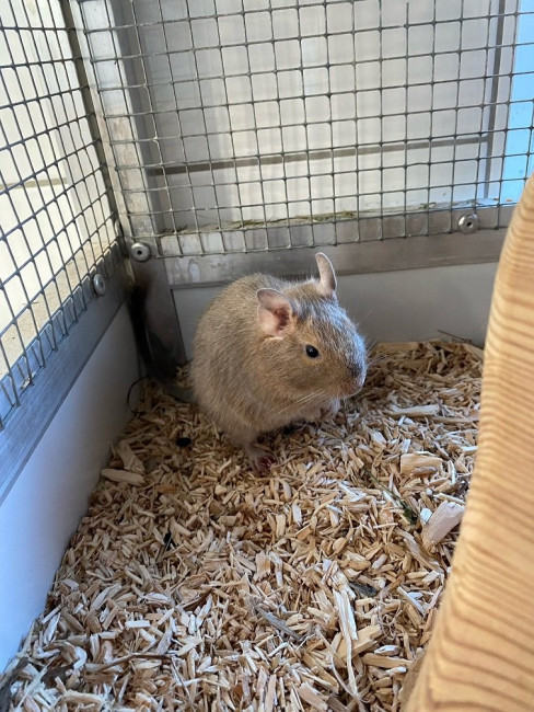 Elfie.jpg (233.44 KiB) 5809 mal betrachtet Elfie