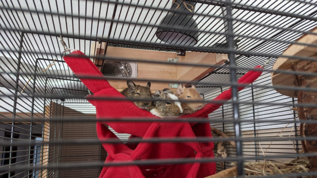 Die 3 kleinen Racker