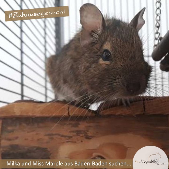 Milka und Miss Marple.jpg